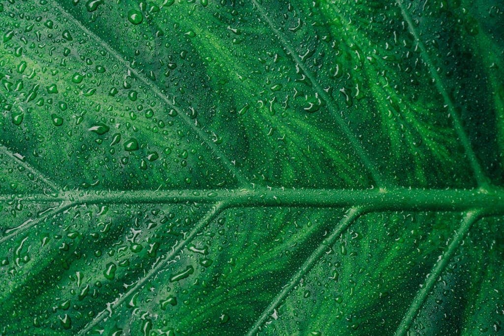 Close-up of a green leaf with water droplets, highlighting natural texture and freshness.
