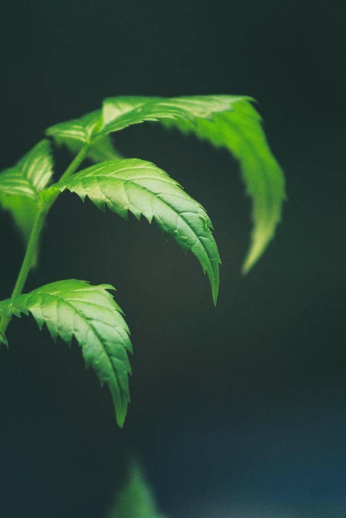 A detailed close-up of fresh neem leaves with a soft blurred background.